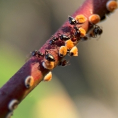 Coccoidea (superfamily) (Mealy bug or scale insect) at Russell, ACT - 5 Sep 2024 by Hejor1