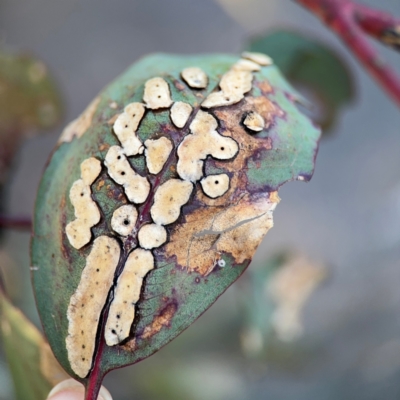 Eucalyptus insect gall at Parkes, ACT - 5 Sep 2024 by Hejor1