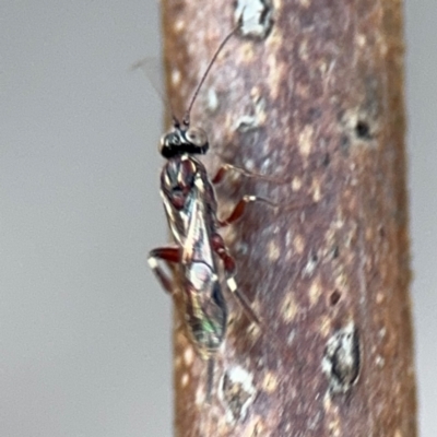 Ichneumonoidea (Superfamily) (A species of parasitic wasp) at Russell, ACT - 5 Sep 2024 by Hejor1