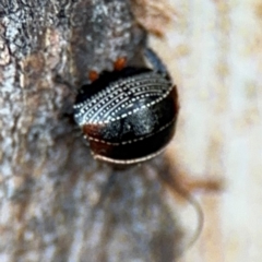 Ellipsidion australe (Austral Ellipsidion cockroach) at Russell, ACT - 5 Sep 2024 by Hejor1