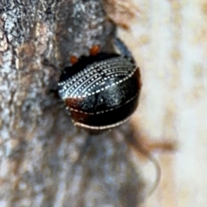 Ellipsidion australe at Russell, ACT - 5 Sep 2024 04:53 PM