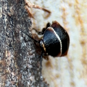 Ellipsidion australe at Russell, ACT - 5 Sep 2024 04:53 PM