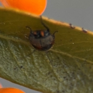 Ellipsidion australe at Russell, ACT - 5 Sep 2024 04:53 PM