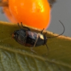 Ellipsidion australe at Russell, ACT - 5 Sep 2024 04:53 PM