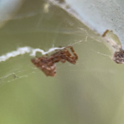 Philoponella congregabilis (Social house spider) at Barton, ACT - 5 Sep 2024 by Hejor1