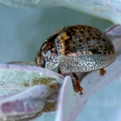 Paropsisterna m-fuscum (Eucalyptus Leaf Beetle) at Russell, ACT - 5 Sep 2024 by Hejor1