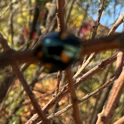 Orcus australasiae (Orange-spotted Ladybird) at Russell, ACT - 5 Sep 2024 by Hejor1