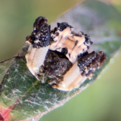 Celaenia excavata at Russell, ACT - 4 Sep 2024 02:46 PM