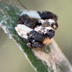 Celaenia excavata at Russell, ACT - 4 Sep 2024 02:46 PM