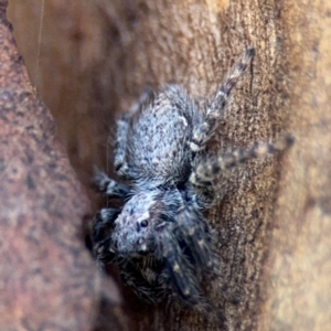 Servaea sp. (genus) at Russell, ACT - 4 Sep 2024