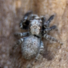 Servaea sp. (genus) at Russell, ACT - 4 Sep 2024