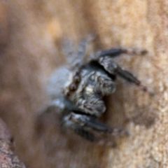 Servaea sp. (genus) at Russell, ACT - 4 Sep 2024