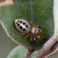 Opisthoncus sexmaculatus (Six-marked jumping spider) at Russell, ACT - 4 Sep 2024 by Hejor1