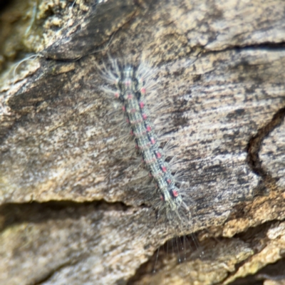 Anestia (genus) (A tiger moth) at Russell, ACT - 4 Sep 2024 by Hejor1