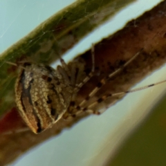 Theridion pyramidale (Tangle-web spider) at Russell, ACT - 4 Sep 2024 by Hejor1