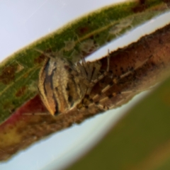 Theridion pyramidale at Russell, ACT - 4 Sep 2024