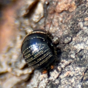 Ellipsidion sp. (genus) at Russell, ACT - 4 Sep 2024