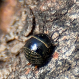 Ellipsidion sp. (genus) at Russell, ACT - 4 Sep 2024