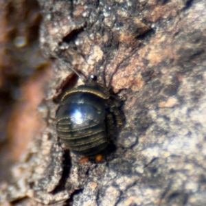 Ellipsidion sp. (genus) at Russell, ACT - 4 Sep 2024 02:27 PM