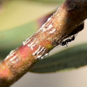 Eurymelinae (subfamily) at Russell, ACT - 4 Sep 2024