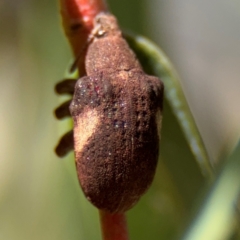 Gonipterus pulverulentus (Eucalyptus weevil) at Russell, ACT - 4 Sep 2024 by Hejor1