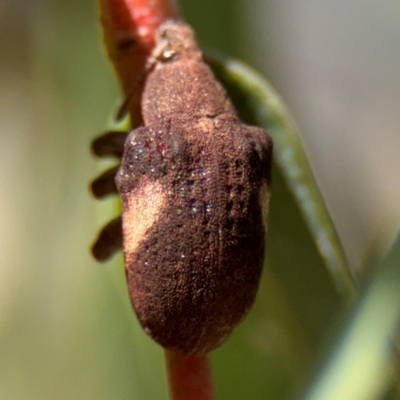 Gonipterus pulverulentus (Eucalyptus weevil) at Russell, ACT - 4 Sep 2024 by Hejor1