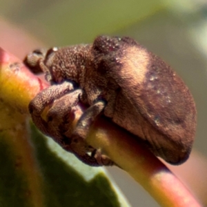 Gonipterus pulverulentus at Russell, ACT - 4 Sep 2024