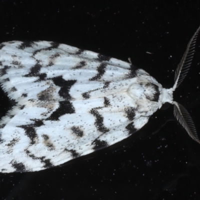 Thallarcha macilenta at Rosedale, NSW - 1 Sep 2024 by jb2602