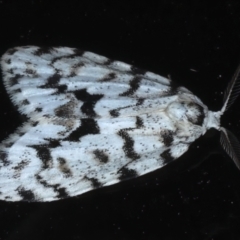 Thallarcha macilenta at Rosedale, NSW - 1 Sep 2024 11:53 PM
