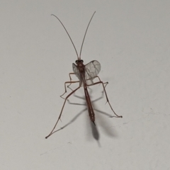 Ichneumonidae (family) (Unidentified ichneumon wasp) at Kambah, ACT - 1 Sep 2024 by HelenCross