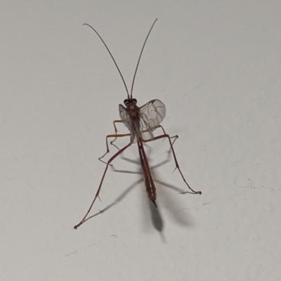 Ichneumonidae (family) (Unidentified ichneumon wasp) at Kambah, ACT - 1 Sep 2024 by HelenCross