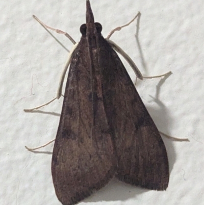 Uresiphita ornithopteralis (Tree Lucerne Moth) at Kambah, ACT - 1 Sep 2024 by HelenCross