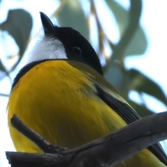 Pachycephala pectoralis (Golden Whistler) at Hackett, ACT - 4 Sep 2024 by jb2602