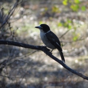 Cracticus torquatus at O'Malley, ACT - 5 Sep 2024 03:56 PM