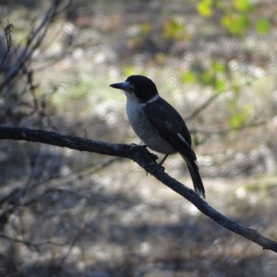 Cracticus torquatus (Grey Butcherbird) at O'Malley, ACT - 5 Sep 2024 by Mike