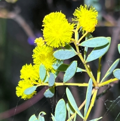 Acacia buxifolia subsp. buxifolia (Box-leaf Wattle) at Acton, ACT - 4 Sep 2024 by JimL