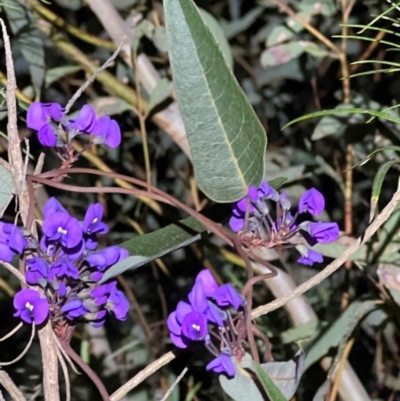 Hardenbergia violacea (False Sarsaparilla) at Acton, ACT - 4 Sep 2024 by JimL