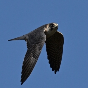 Falco longipennis at Throsby, ACT - 5 Sep 2024 12:37 PM