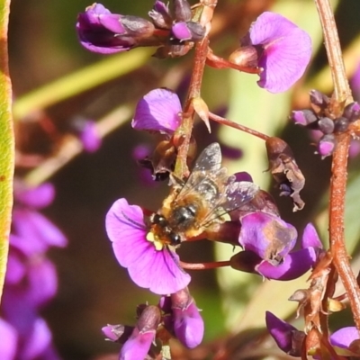 Trichocolletes sp. (genus) (Spring Bee) at Acton, ACT - 4 Sep 2024 by HelenCross