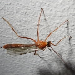 Ichneumonidae (family) (Unidentified ichneumon wasp) at Kambah, ACT - 5 Sep 2024 by HelenCross