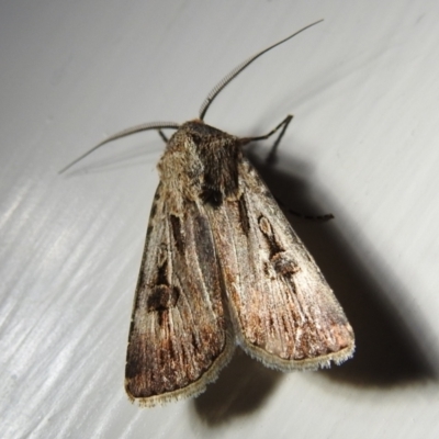 Agrotis infusa (Bogong Moth, Common Cutworm) at Kambah, ACT - 5 Sep 2024 by HelenCross