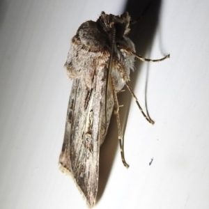 Agrotis infusa at Kambah, ACT - 5 Sep 2024