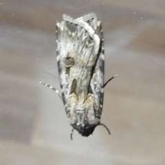 Agrotis infusa at Kambah, ACT - 5 Sep 2024