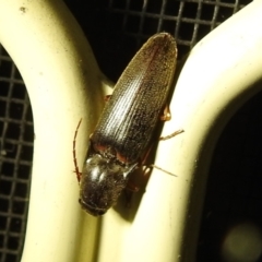 Monocrepidus sp. (genus) (Click beetle) at Kambah, ACT - 5 Sep 2024 by HelenCross