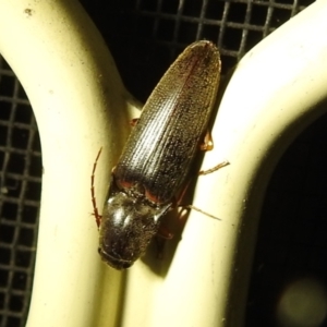 Monocrepidius (genus) at Kambah, ACT - suppressed