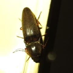 Monocrepidius (genus) at Kambah, ACT - suppressed