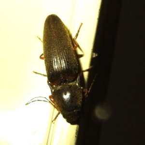 Monocrepidus sp. (genus) at Kambah, ACT - 5 Sep 2024