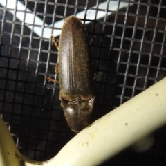 Monocrepidius (genus) at Kambah, ACT - suppressed
