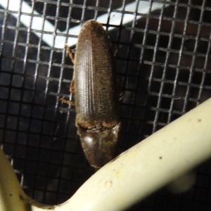 Monocrepidus sp. (genus) at Kambah, ACT - 5 Sep 2024