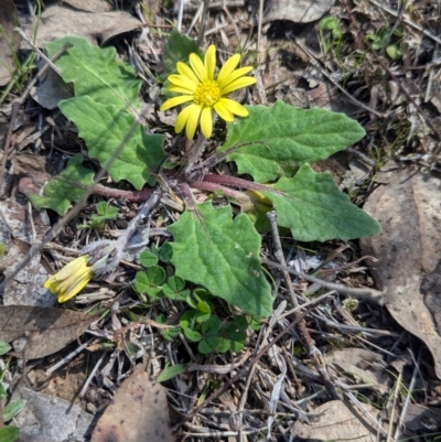 Cymbonotus preissianus (Austral Bear's-ears) by Darcy